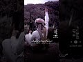 وشوقي بالاشواق من زد عاش ليلة من الماضيات ابوتركي التنني وشوقي بالاشواق من زد عاش ليلة من الماضيات ابوتركي التنني