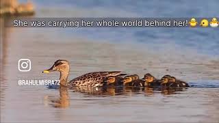 Super Mom!♥️🐤🐥🐣🦆