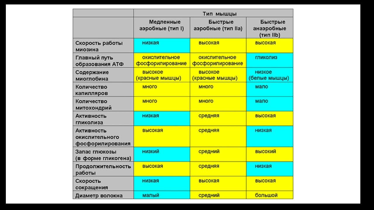 Медленные мышечные волокна особенности