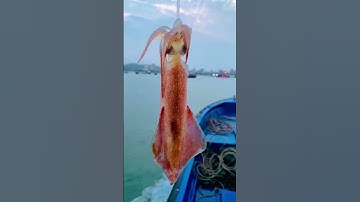 Đi câu mực với em nha cả nhà | MINOS .COM.VN #minos #hảisảnminos #seafood #minos2