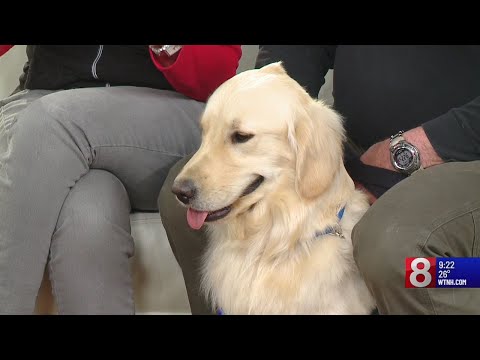 The importance of service dogs