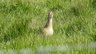 Corncrake calling on South Uist