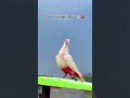 ਆਗੇ ਦਿਨ ਬਾਜ਼ੀਆਂ ਦੇ ❤️ #maniana #kabootarba #shortvideo #kabutar  #pigeon  #youtubeshorts
