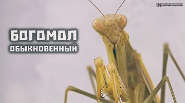 Богомол обыкновенный, или религиозный. Жизнь в природе и содержание в неволе. // Clever Cricket
