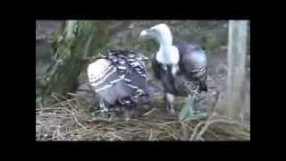 Avifauna   Alphen Aan De Rijn, Holland