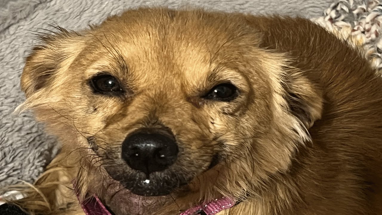 Dog's innocent smile hides her heartbreaking past - YouTube