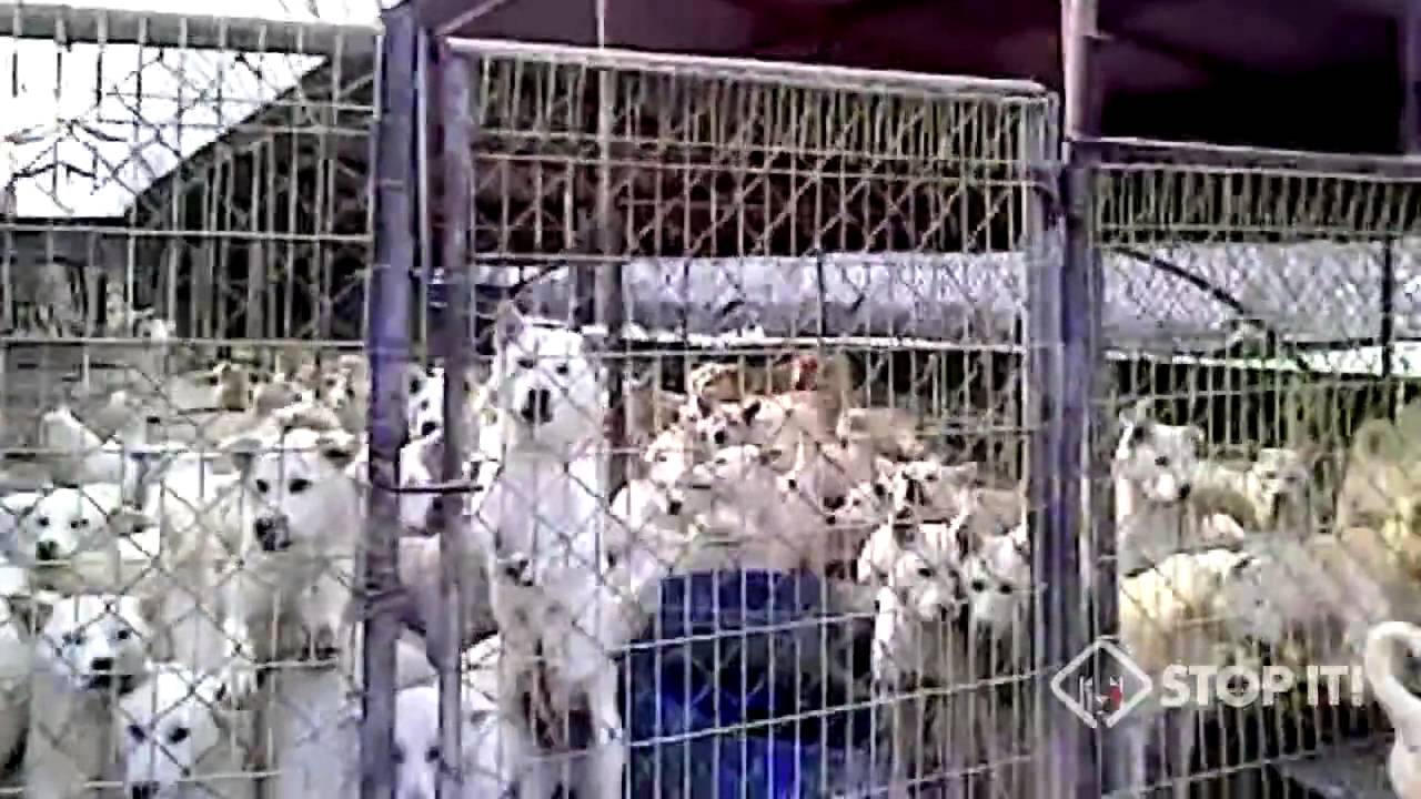 South Korean Dog Meat Industry 안성 집단농장 Anseong Dog Farm YouTube