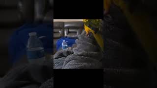 Baby Animals Funny Parrots And Cute Birds Compilation 2022 Loros Adorables Recopilacion