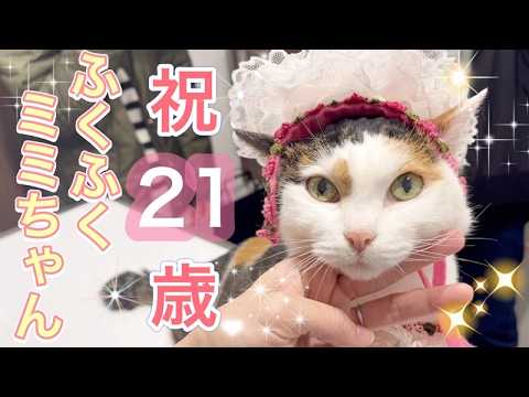 おめでとうミミちゃん！ふくふくの２１歳なりましたー！！【ご長寿猫ミミナナちゃんちのミミちゃん】#cat #猫 #ご長寿猫