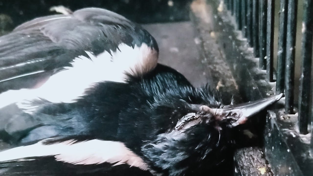 Beli burung Kacer Mura ombyokan seharga 240, eh nggak tahunya ternyata