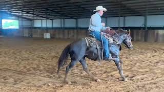 Highdrive Magnum Cat - 2019 AQHA Mare