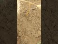 Seeds🌰Almond.#shorts #dryfruits #almond #shortvideo #garden #fruit #4k #howtogrow #healthy #fruits