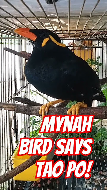 Mynah bird says Tao po, #mynah #birds #birdtalk #amazing #birdlovers #birdlover