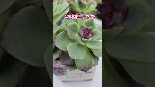 #임영웅#그린토마토분#파마드#??이름표?#해닮은다육 #succulent #plants#250715#