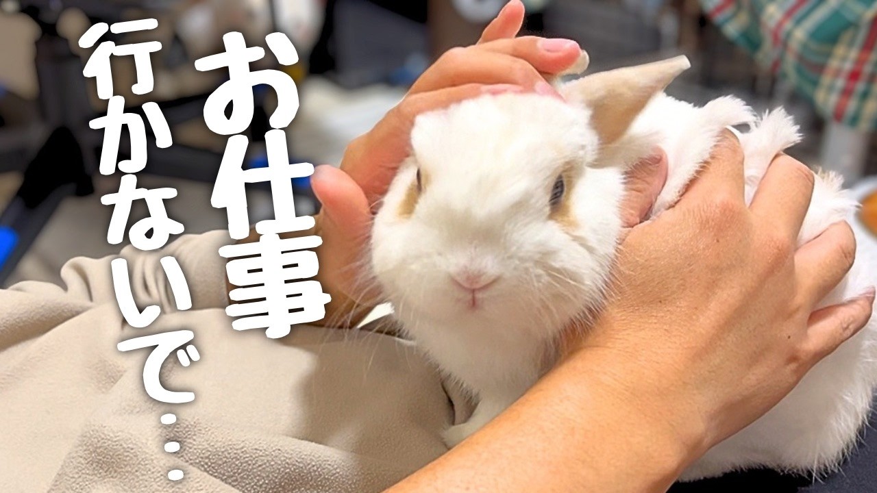 GWが終わったら、うさぎが寂しがってしまいました… - YouTube