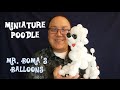 Miniature Poodle Balloon Animal Non-Tutorial (Balloon Twisting and Modeling # 35.1)