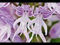Волшебные образы Орхидей.