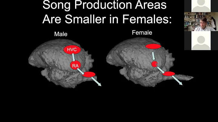 Evolution of Bird Brains  -- Prof. Timothy DeVoogd...