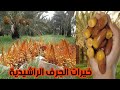جولة في واحات الجرف الراشيدية وخيراتها مع موسيقى بلدية