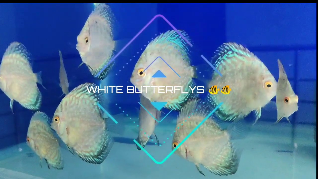 White Butterfly Discus Fish!!! Patterns & Colours!!! YouTube
