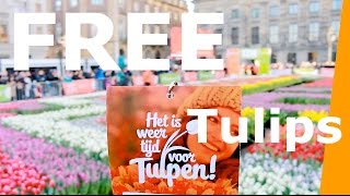 Amsterdam Tulips - Free Tulips in Amsterdam