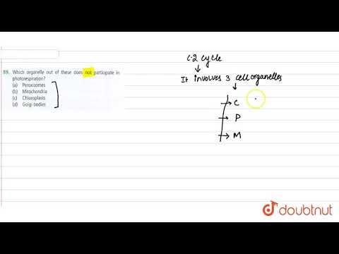 Video: Kurioje organelėje fotokvėpavimo metu prarandamas CO2?