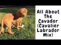 All about the cavador cavalier labrador mix
