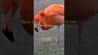 Download Lagu Hei Burung Cantik Berwarna Merah Jambu | Flonazing MP3