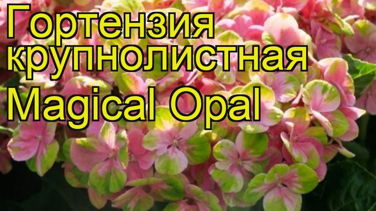 Новые Сорта Гортензии 2022 Года
