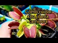 Plantas carnívoras - Dionaea Muscipula y su ciclo de vida (Venus atrapamoscas)