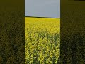 Canola In Bloom Canola In Bloom