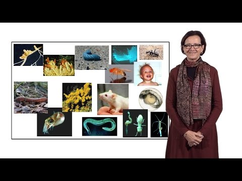 วีดีโอ: อะไรคือความสัมพันธ์ทางชีวภาพระหว่างปลาหมึกหางสั้นกับแบคทีเรียเรืองแสง?