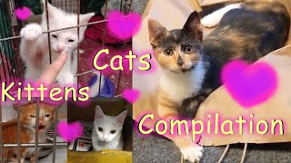 Short Clips of Rescue Kittens and Cats being cute 😻🧶 || Pet Friendly by Pet Friendly 68 views 1 year ago 4 minutes, 29 seconds