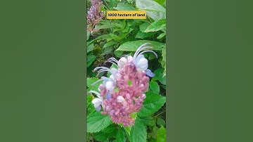 Thumbnail of Kaas Plateau | Kaas Pathar | Valley of Flowers