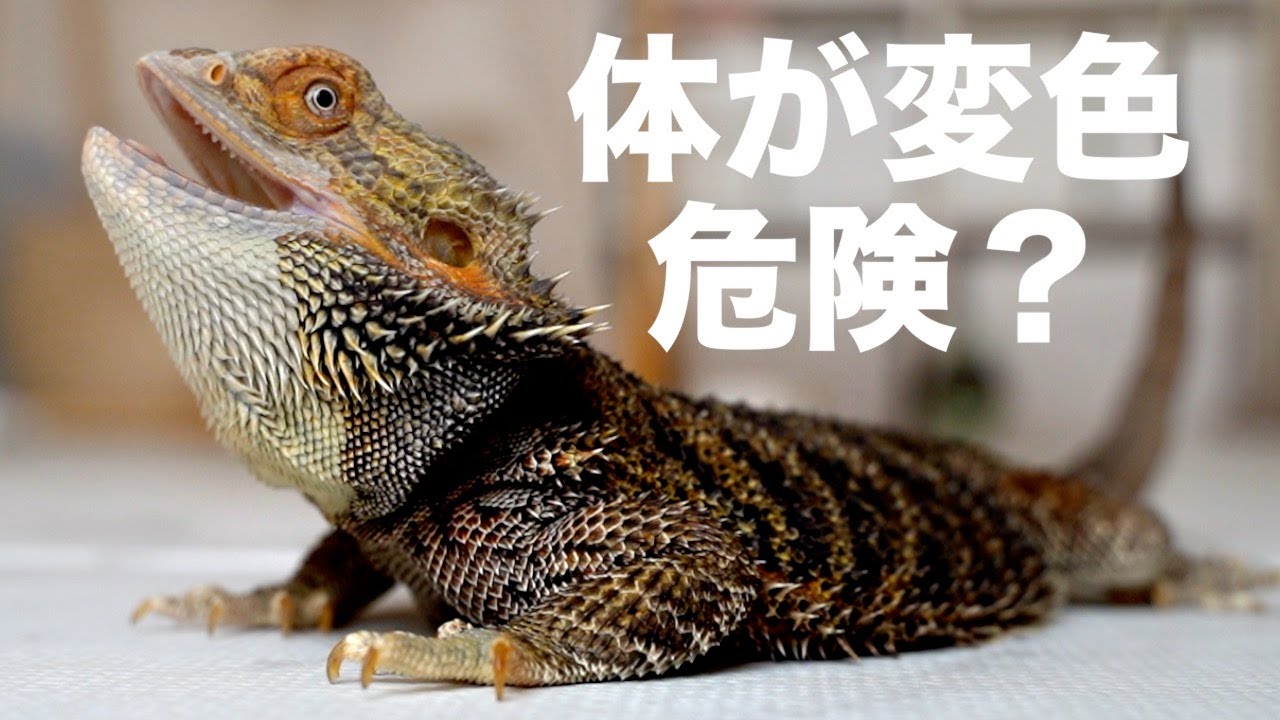 【脱皮】フトアゴヒゲトカゲが真っ黒に焦げました【飼育・黒くなる原因・発情】 - MaxresDefault 【脱皮】フトアゴヒゲトカゲが真っ黒に焦げました【飼育・黒くなる原因・発情】 - MaxresDefault