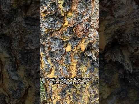 PRIMITIVE Glues
