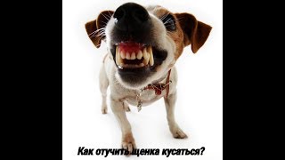 Как отучить щенка кусаться? Как отучить щенка кусаться?
