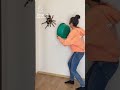 Spider: A giant spider appears in the house.大蜘蛛큰 거미Con nhện lớn .La ara&ntilde;a grande.แมงมุมпаукAraign&eacute;e.