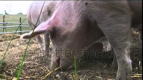 stock footage happy pigs grunting and waiting for food