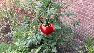 Cherry tomaten kweken van zaaien t/m oogsten