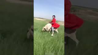 Girl Rides Her Sheep 