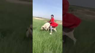 Girl Rides Her Sheep