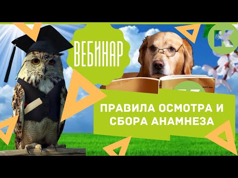 Видео: Собственная собака недели - Брюс