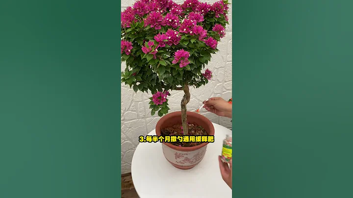 三角梅 三角梅 不是 勤 浇水 就能 开花 的 ， 看看 我 怎么 的 # 三角梅 # 养花 的#shorts - 天天要闻