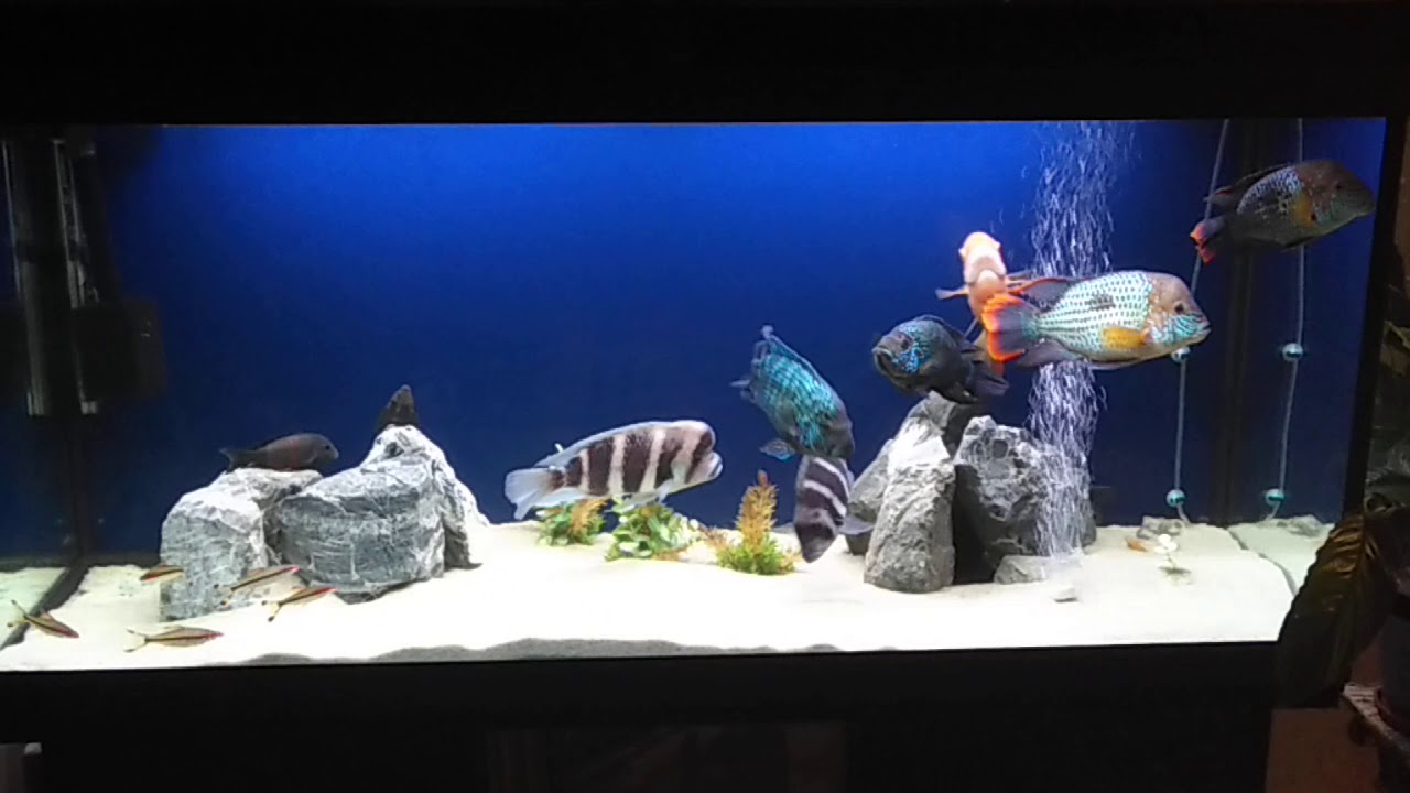 Мой аквариум 400 литров. - YouTube