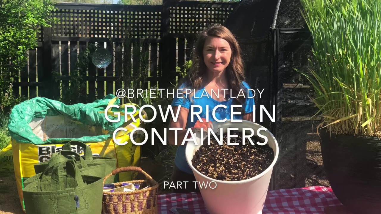Grow rice in containers part two YouTube