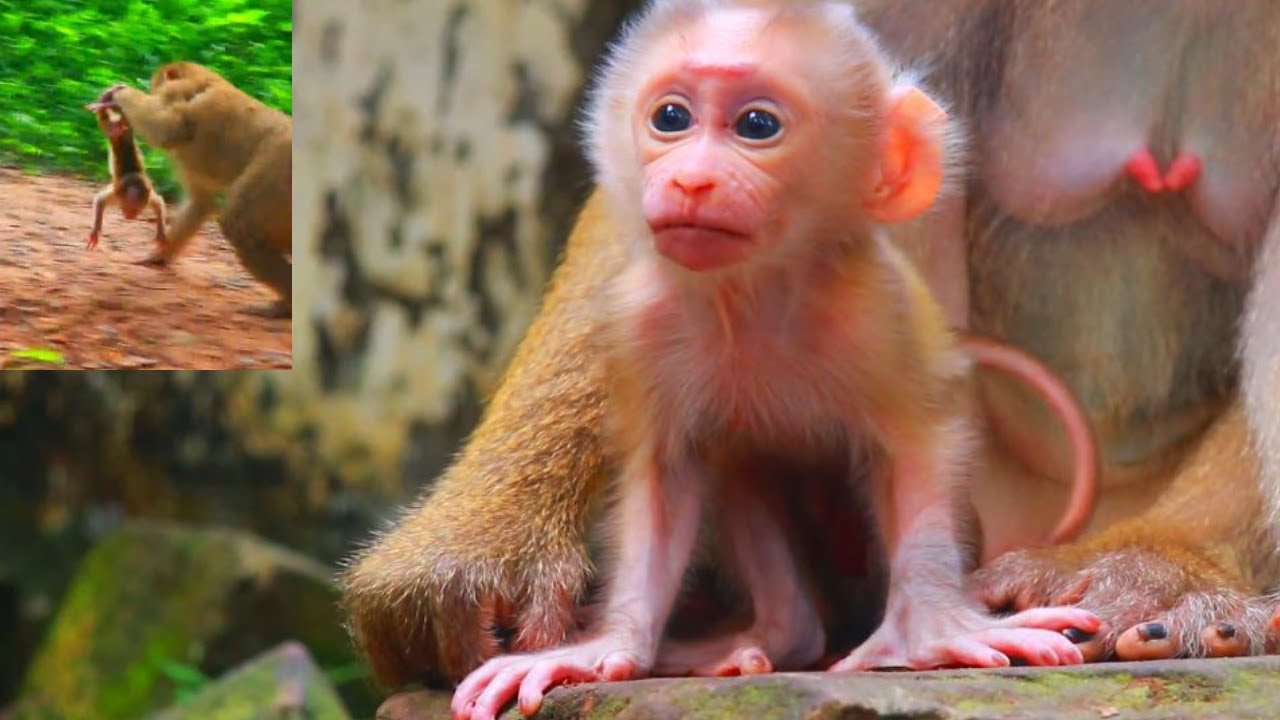 Hurry Carry Baby Improperly Way  | Luna With Baby Luno