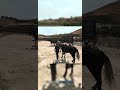 #rdrgameplay #gaming #gamehub #openworldadventure
