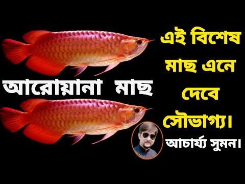 ভিডিও: সে কী, ড্রাগন ফিশ (আরোয়ানা)?