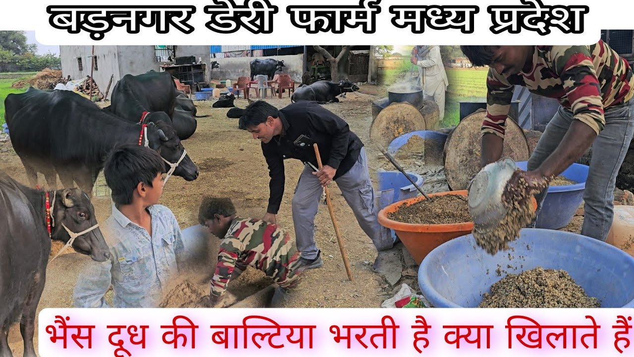 व्यापारी लोग क्या खिलाते हैं तो उनके यहां मुर्रा भैंस #ज्यादा_दूध देती है और #भैंस_कहां_से_खरीदें